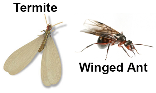 Termite & Ant Swarmer